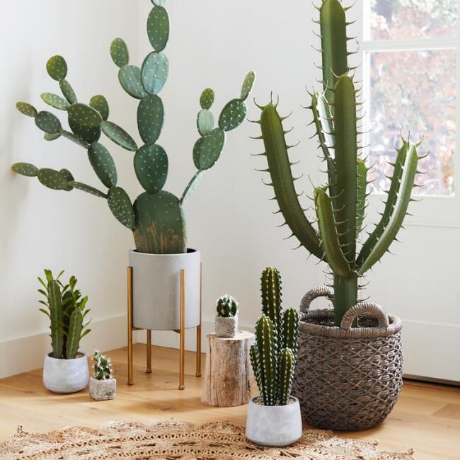 Cactus