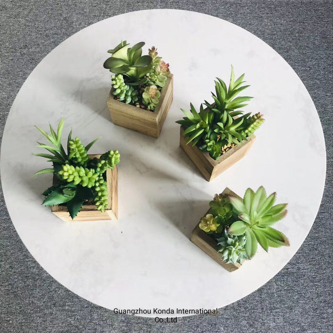 Succulents