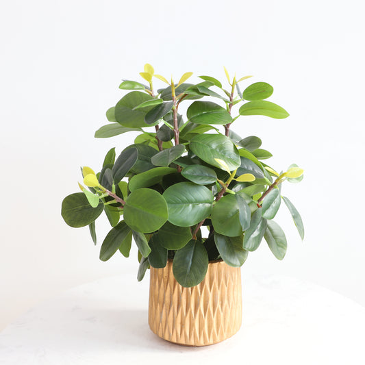 KA1010/Potted Watercress plant/H45*40cm
