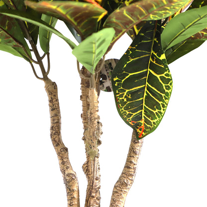 A502090 Codiaeum variegatum 洒金榕 H90CM
