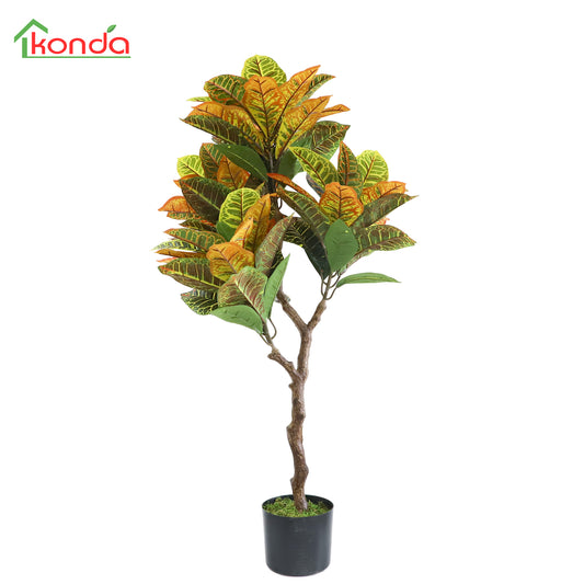 A504105 Codiaeum variegatum 洒金榕 H105CM