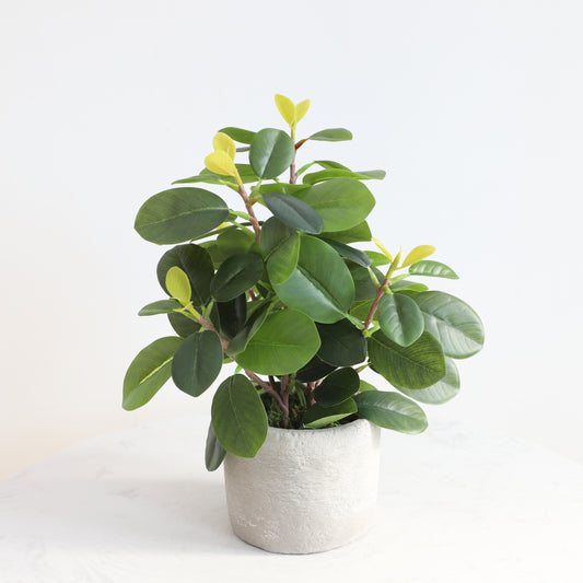 KA1012/Potted Watercress plant/H46*40cm