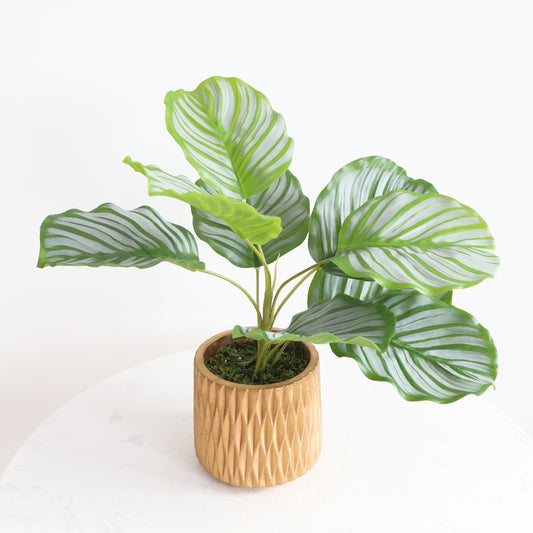 KA1008/Potted calathea/H40*33cm