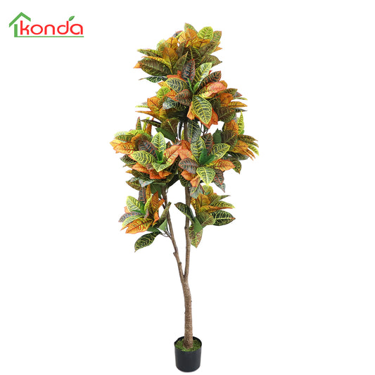 A505200 Codiaeum variegatum 洒金榕 H190CM