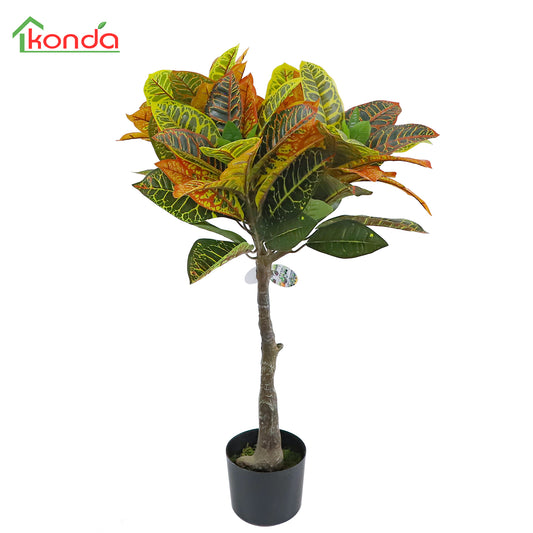 A500038 Codiaeum variegatum 洒金榕 H40CM