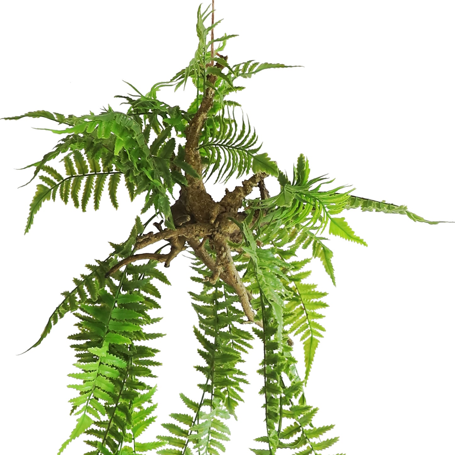 HA04097 Hanging Fern 波斯草树头中吊挂 H97CM