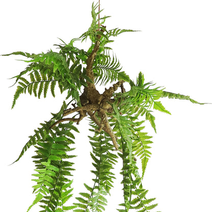 HA04097 Hanging Fern 波斯草树头中吊挂 H97CM