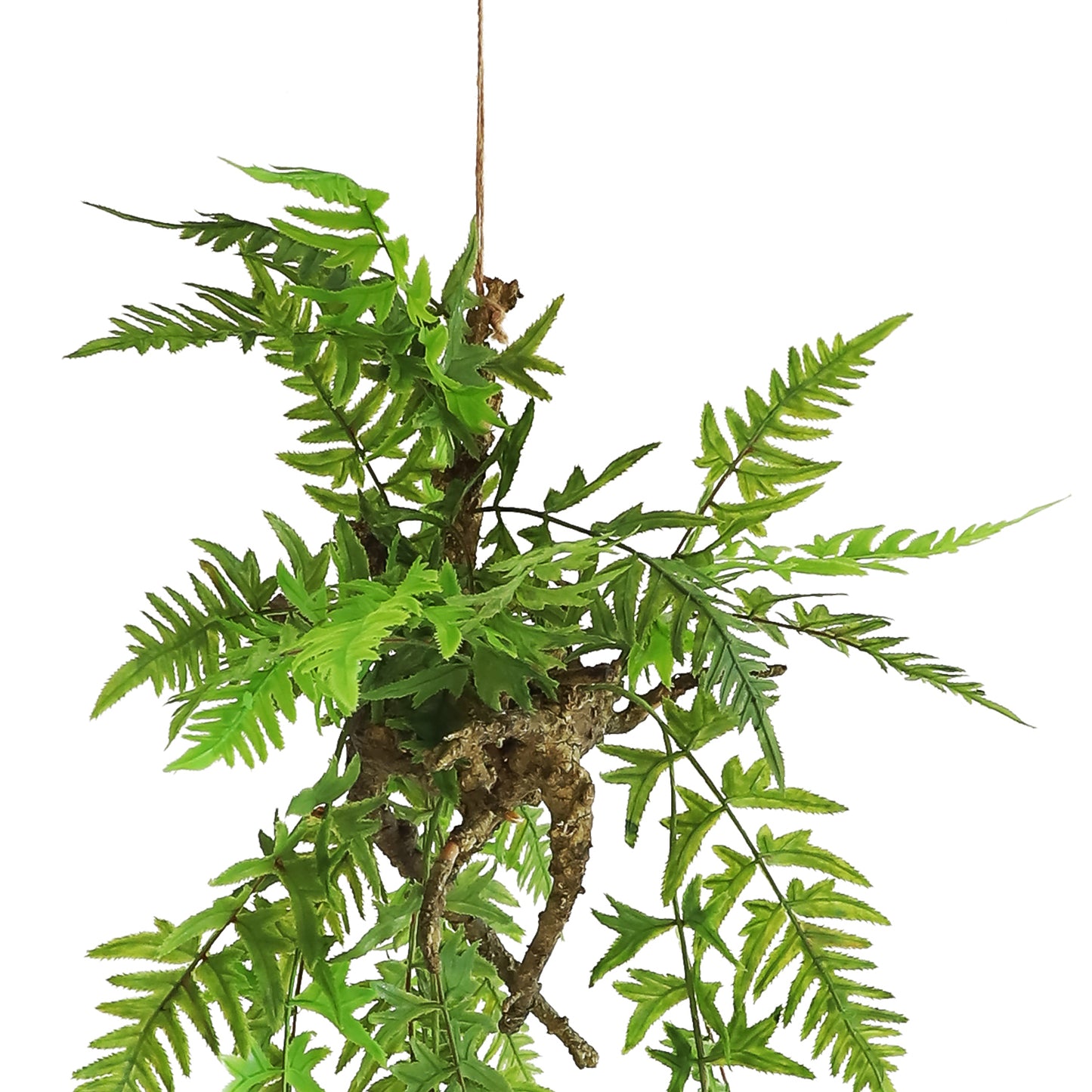 HA07097 Hanging Fern 凤尾蕨树头中吊挂 H97CM
