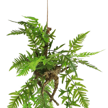 HA07097 Hanging Fern 凤尾蕨树头中吊挂 H97CM