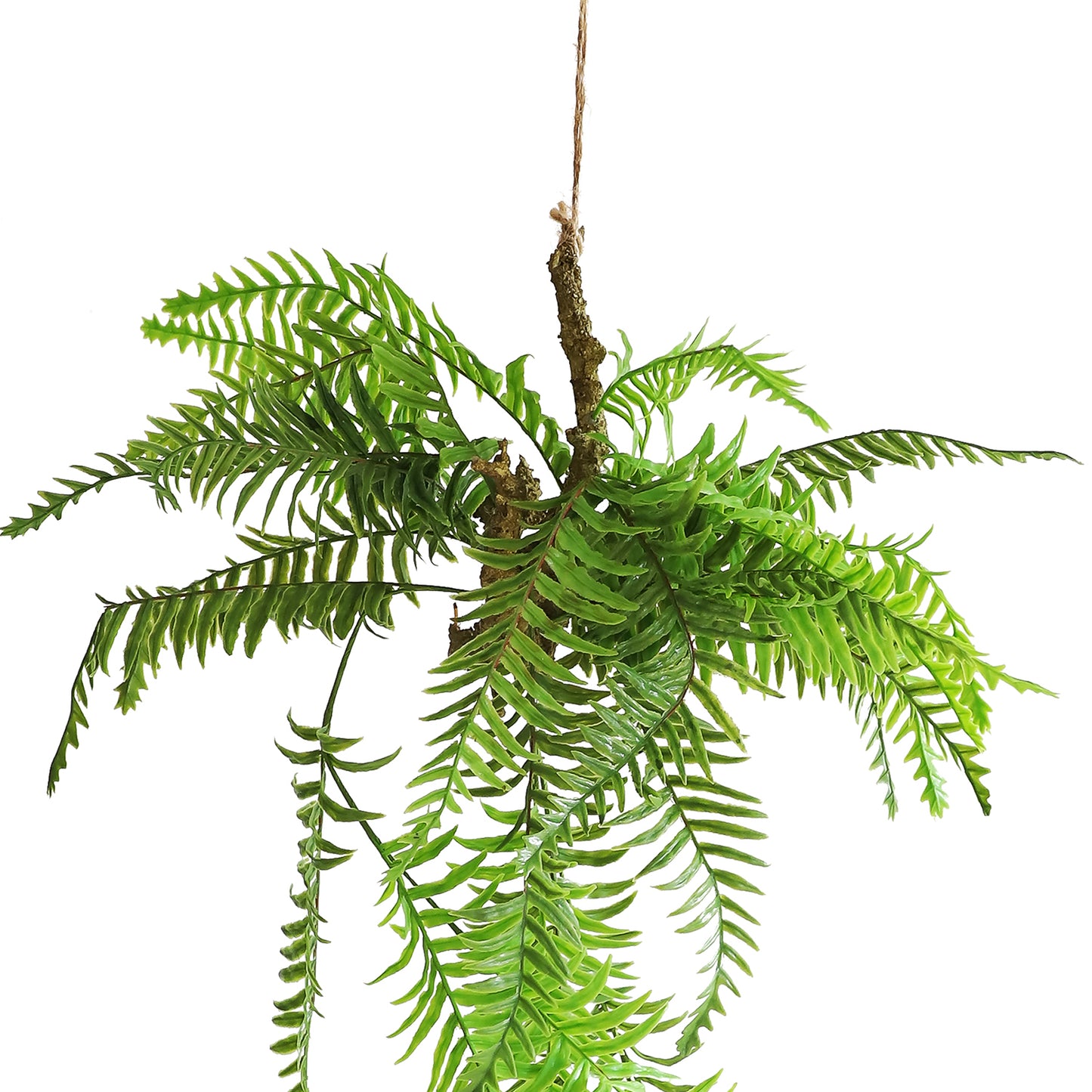 HA00079 Hanging Fern 富贵蕨树头小吊挂 H79CM