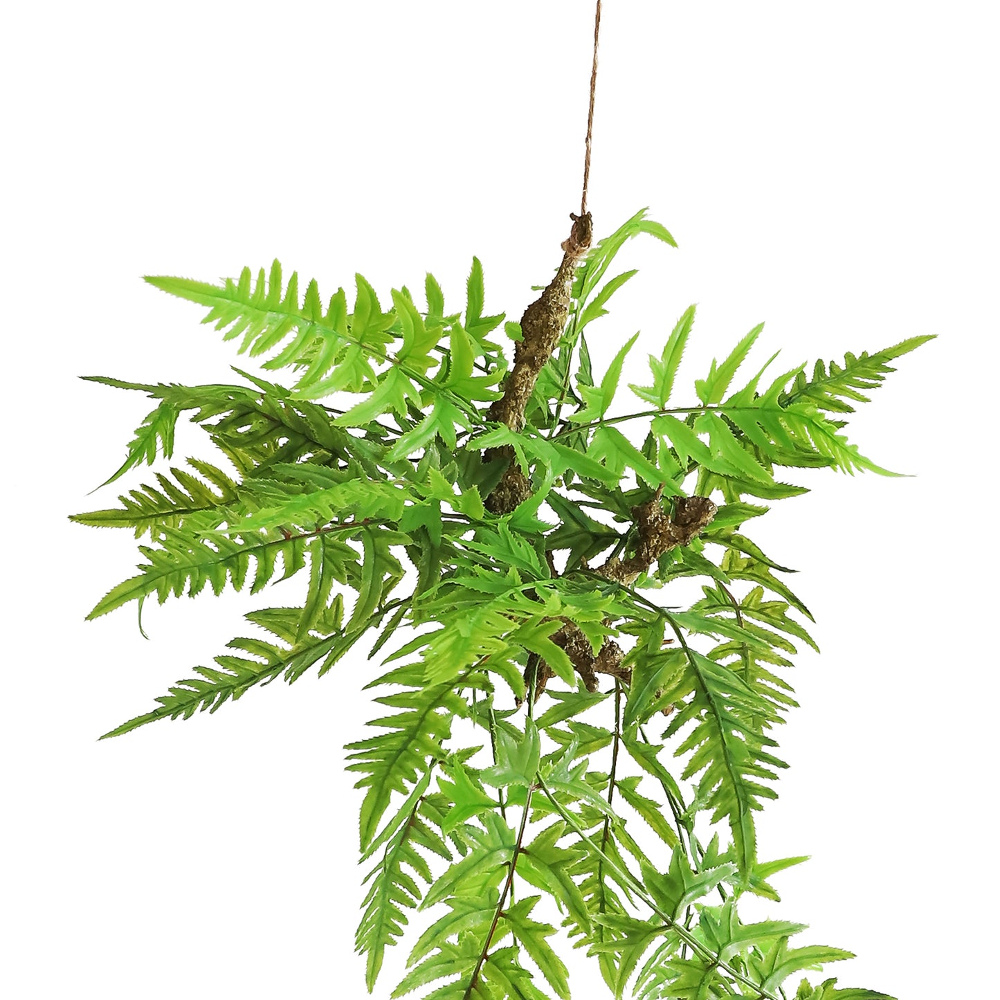 HA06079 Hanging Fern 凤尾蕨树头小吊挂 H79CM