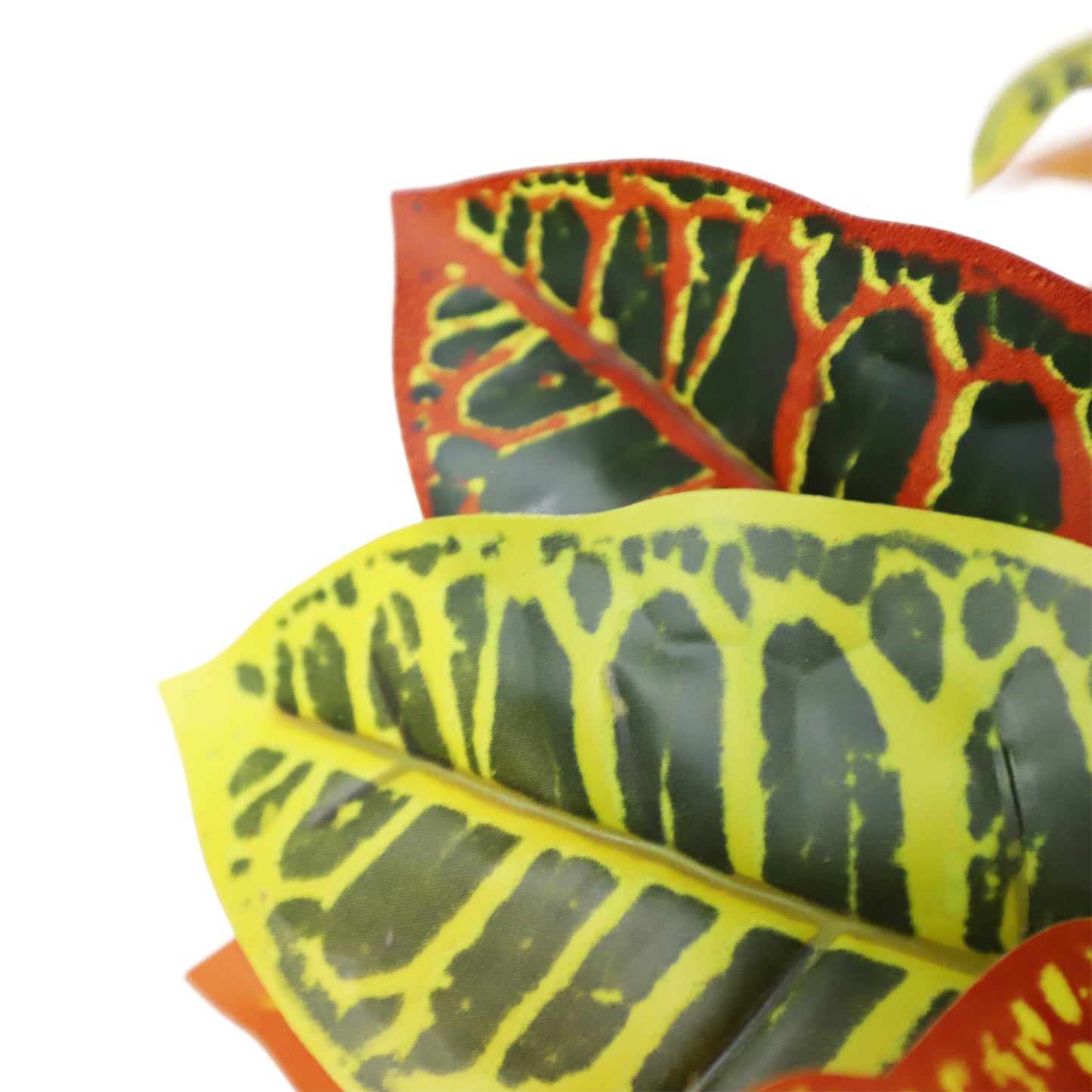 A502090 Codiaeum variegatum 洒金榕 H90CM
