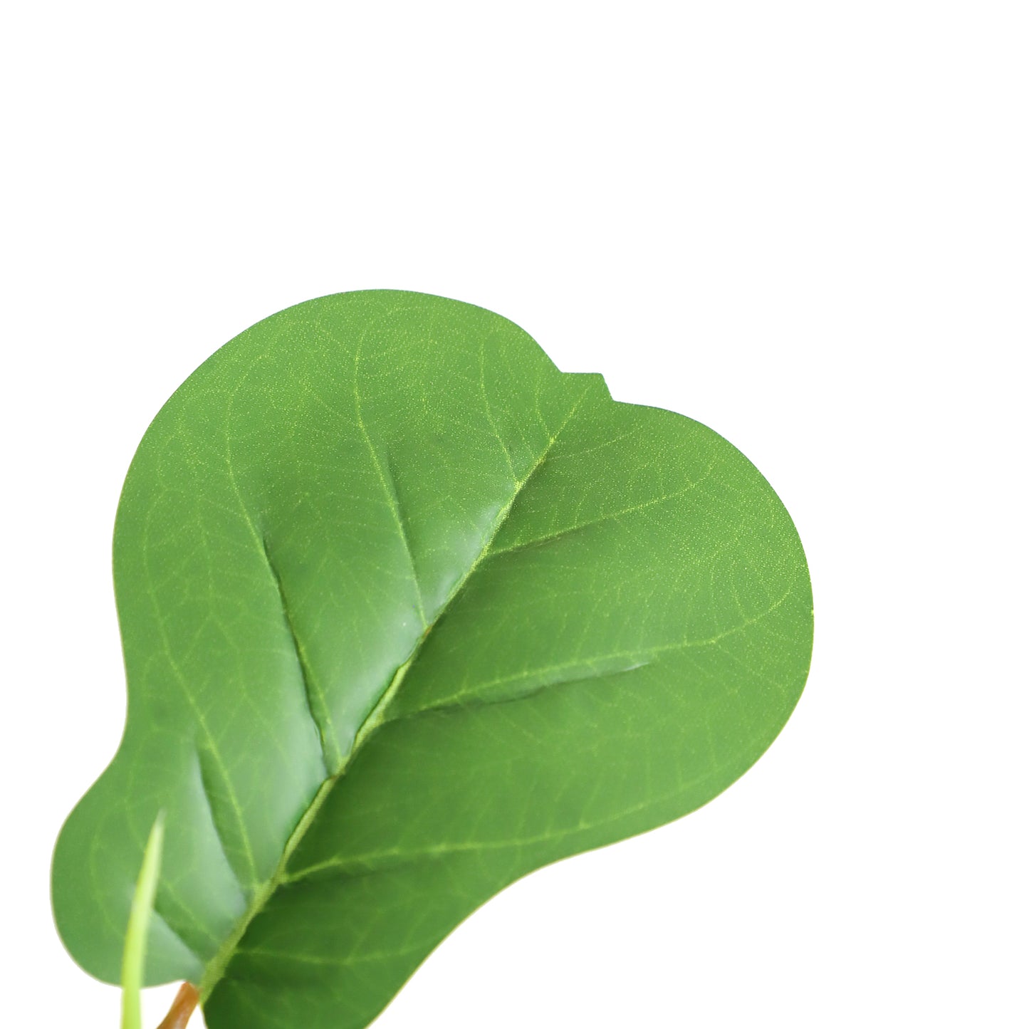 A601150 Fiddle tree H150CM