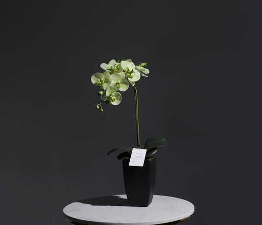 Artificial Orchid green color with square pot