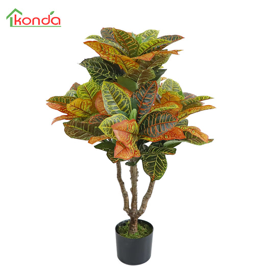 A502090 Codiaeum variegatum 洒金榕 H90CM
