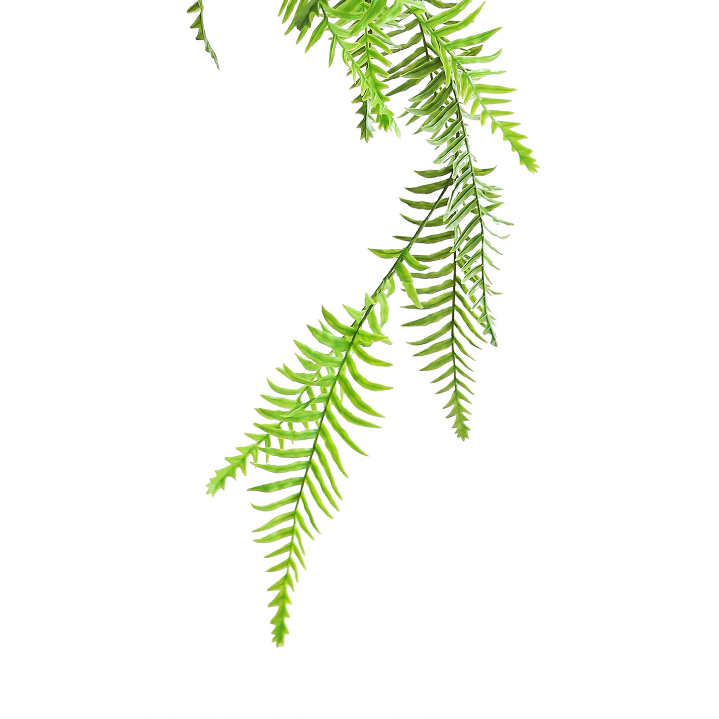 HA00079 Hanging Fern 富贵蕨树头小吊挂 H79CM
