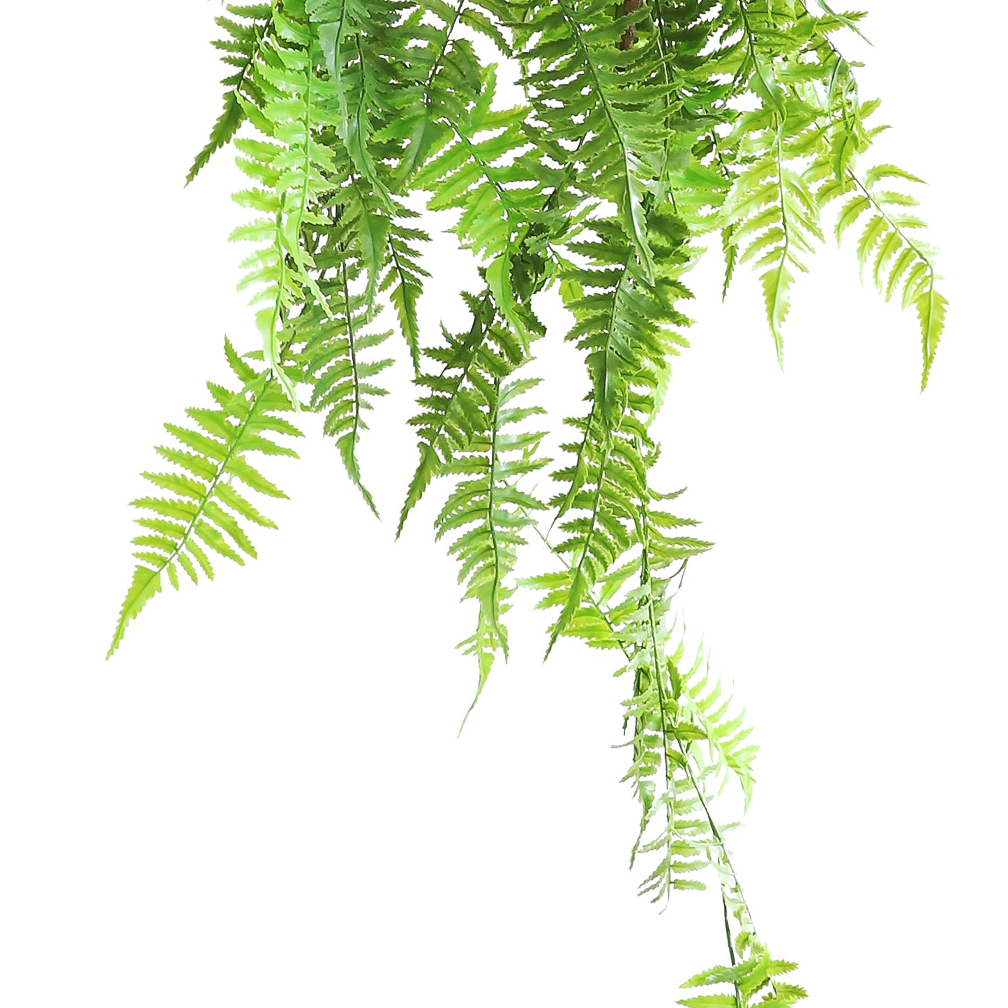 HA08125 Hanging Fern 凤尾蕨树头大吊挂 H125CM