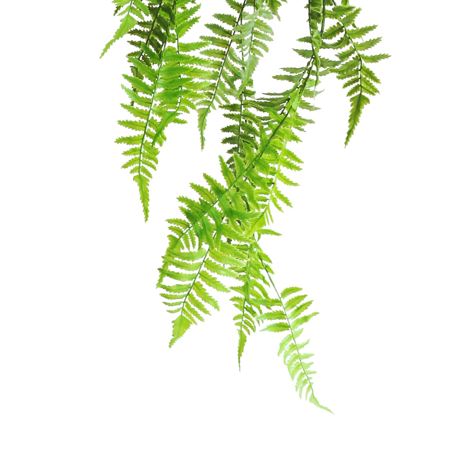 HA04097 Hanging Fern 波斯草树头中吊挂 H97CM