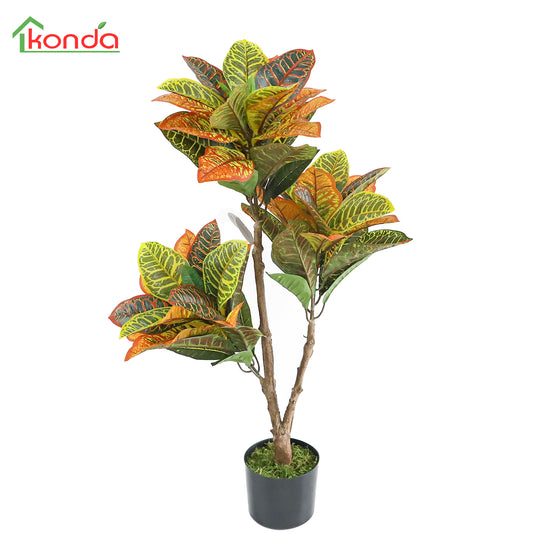 A503095 Codiaeum variegatum 洒金榕 H95CM