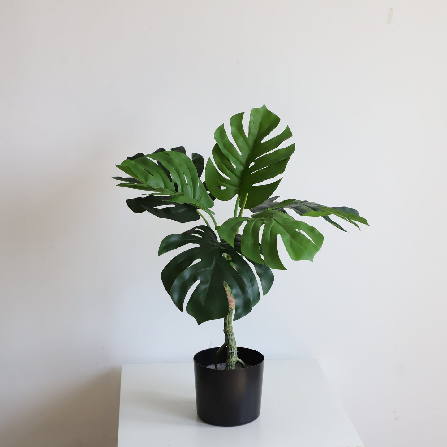 A308080 Monstera H80CM