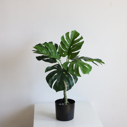 A308080 Monstera H80CM