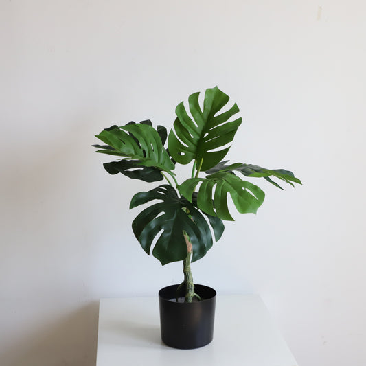 A308080 Monstera H80CM