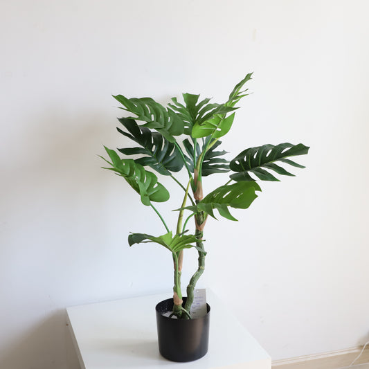 A309100 Monstera H100CM