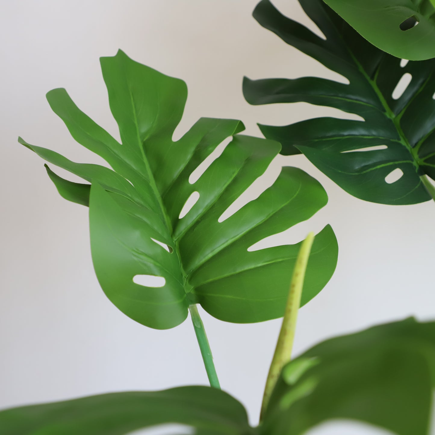 A309100 Monstera H100CM