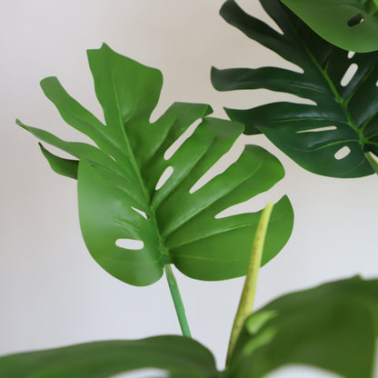 A309100 Monstera H100CM