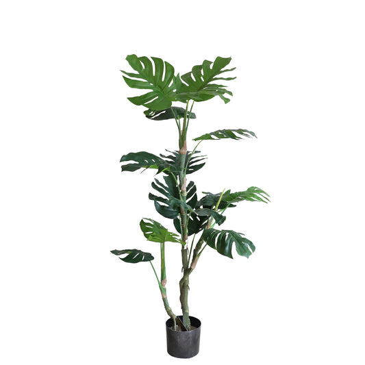 A311135 Monstera H135CM