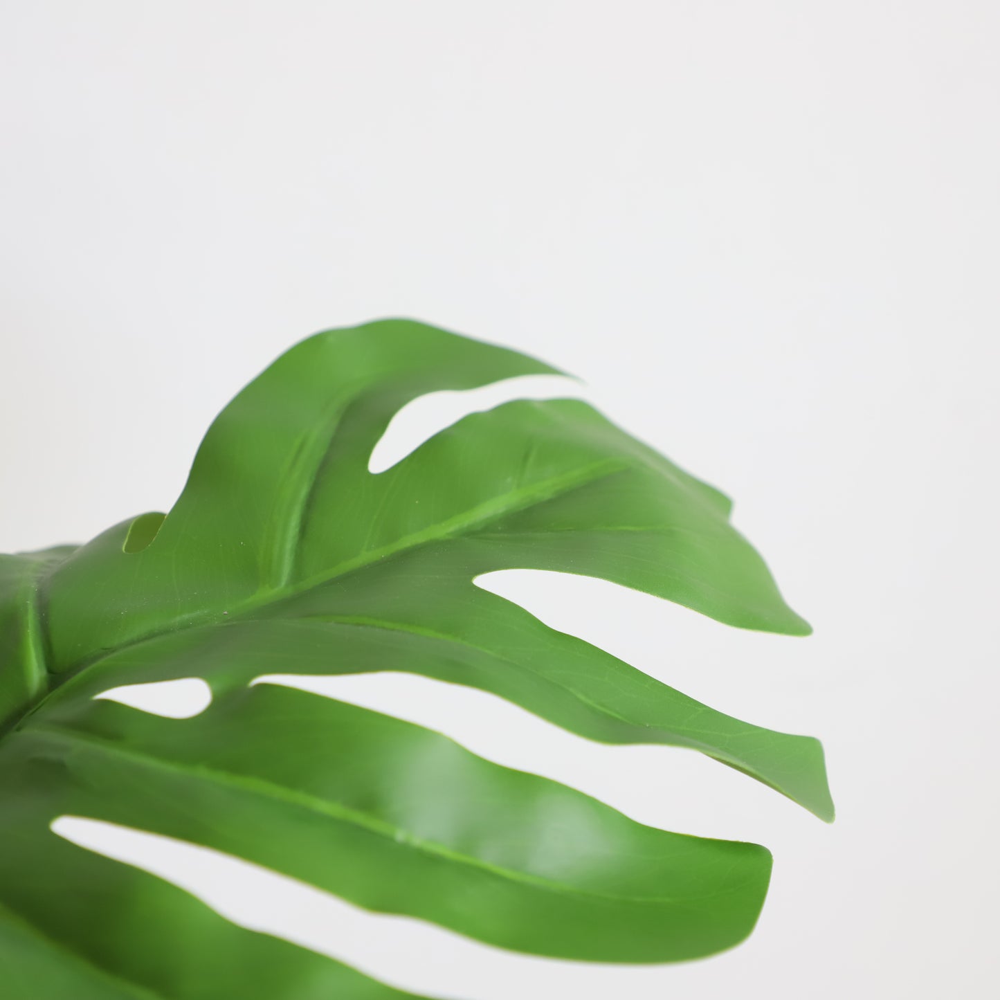A311135 Monstera H135CM