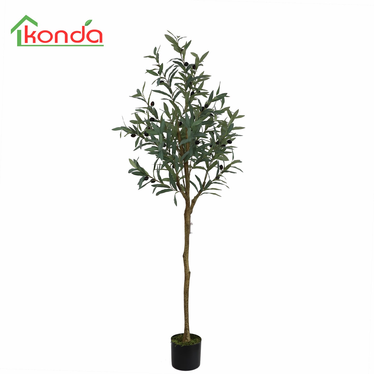 A419153 Olive tree H153cm