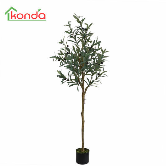 A419153 Olive tree H153cm
