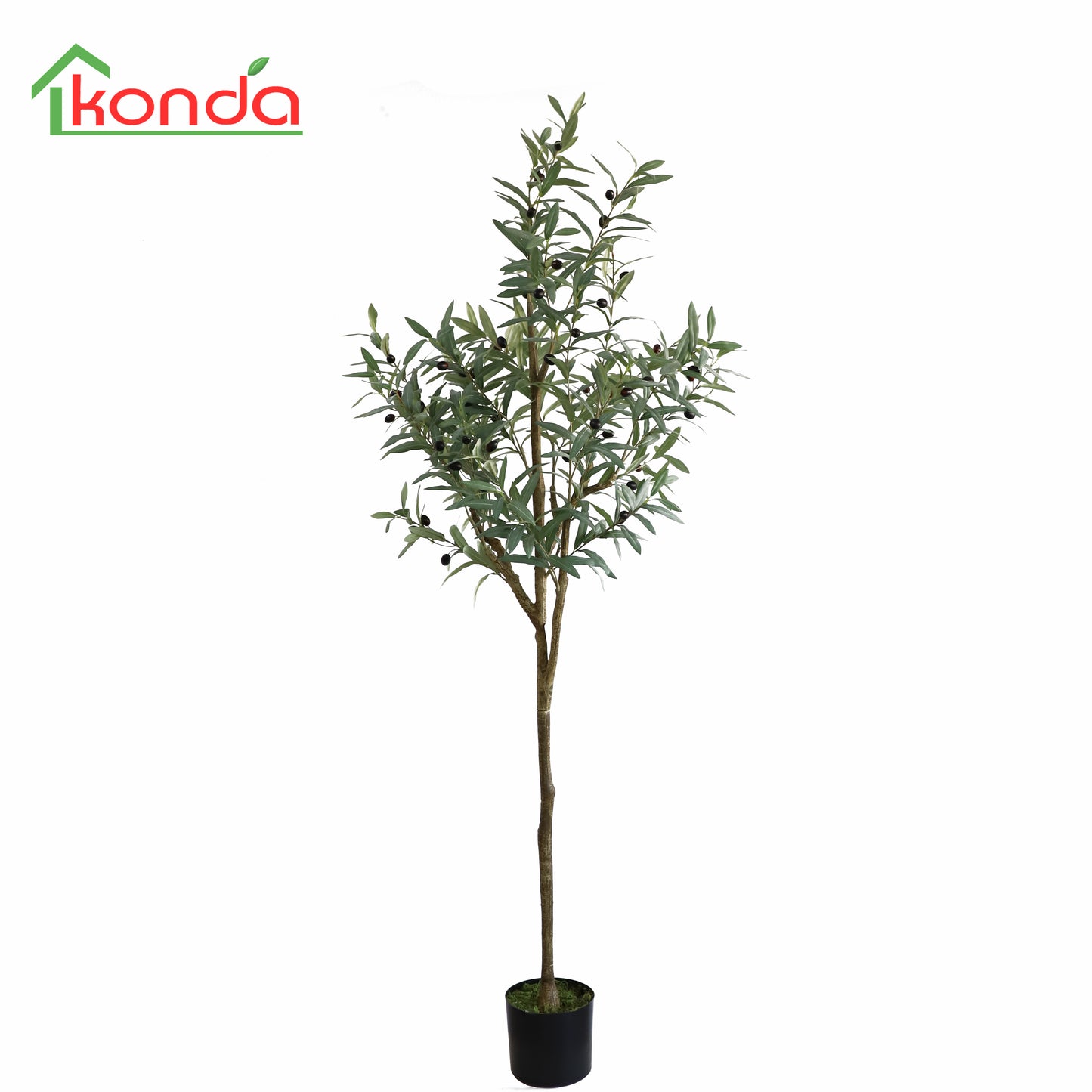A420183 Olive tree H183cm