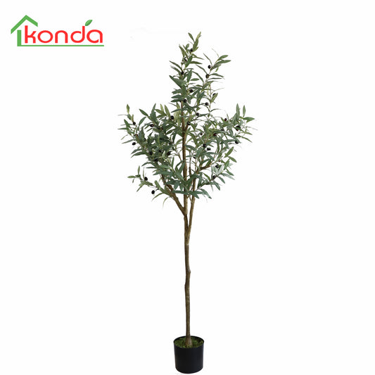 A420183 Olive tree H183cm