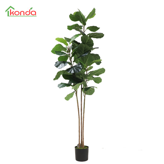 A604175 Fiddle tree H175CM