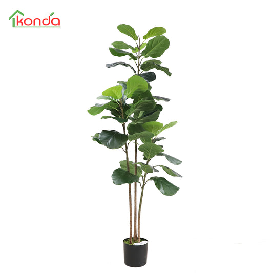 A605200 Fiddle tree H200CM