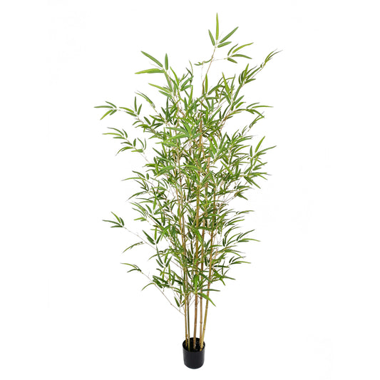Bamboo-KA0239-H190cm-6.23feet