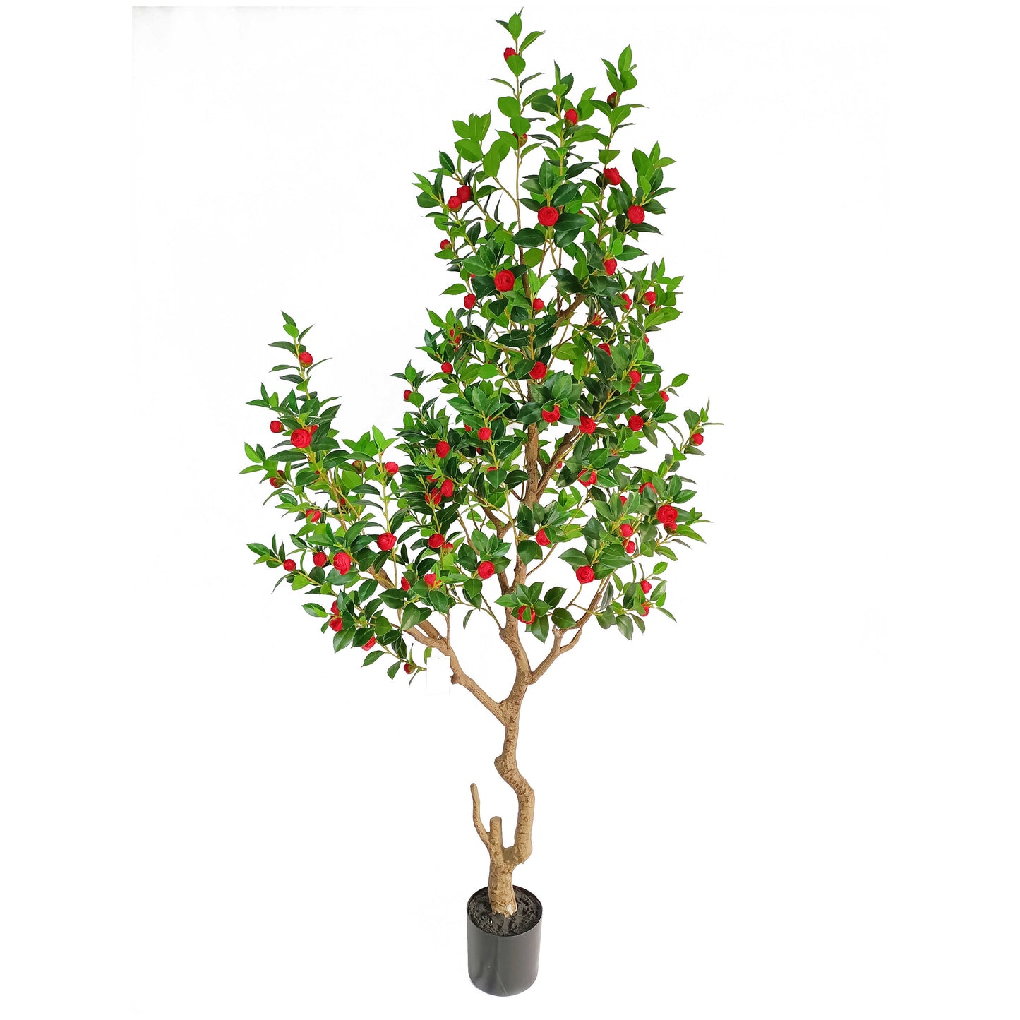 Camellia-KA0237-H210cm-6.89feet