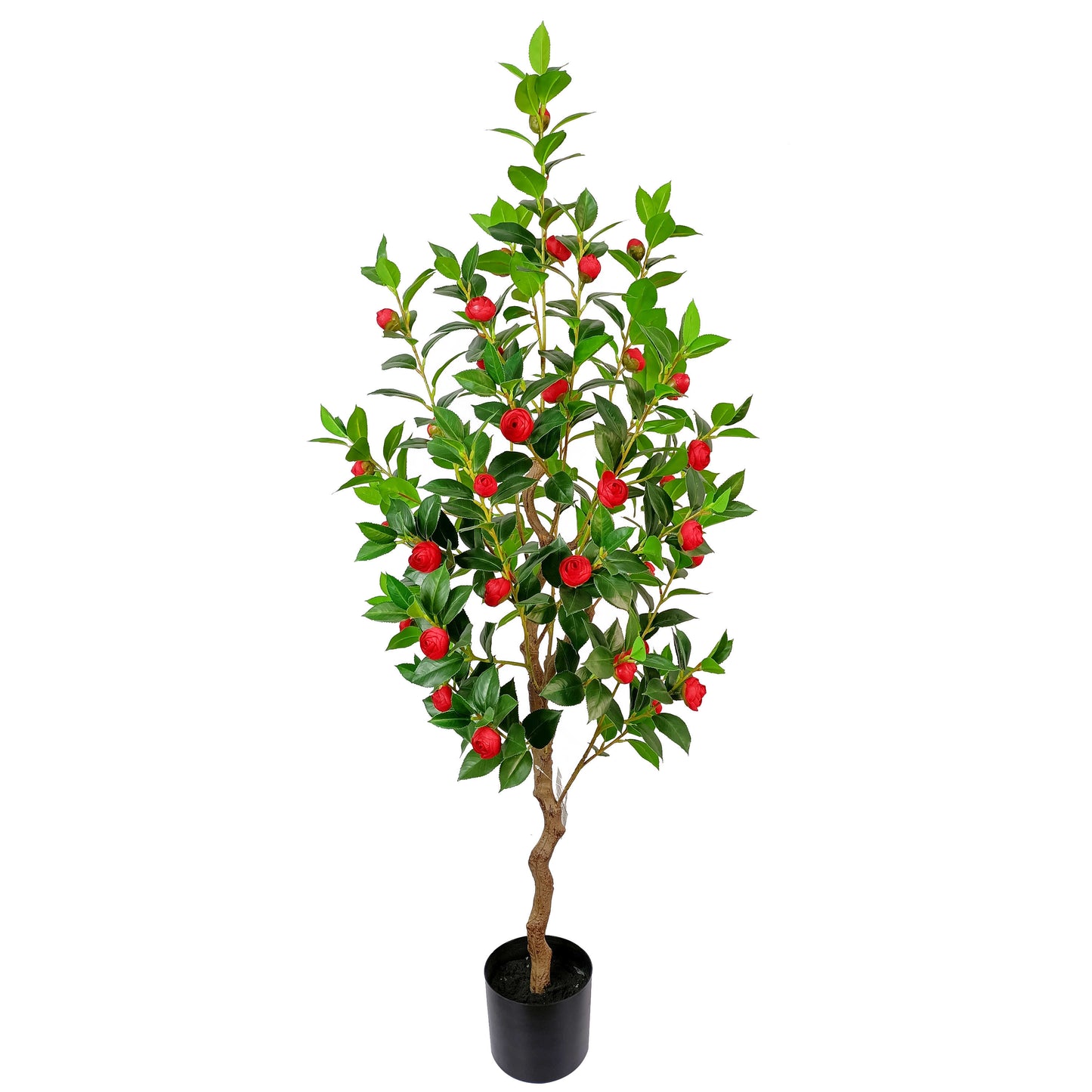 Camellia-KA0245-H130cm-4.27feet