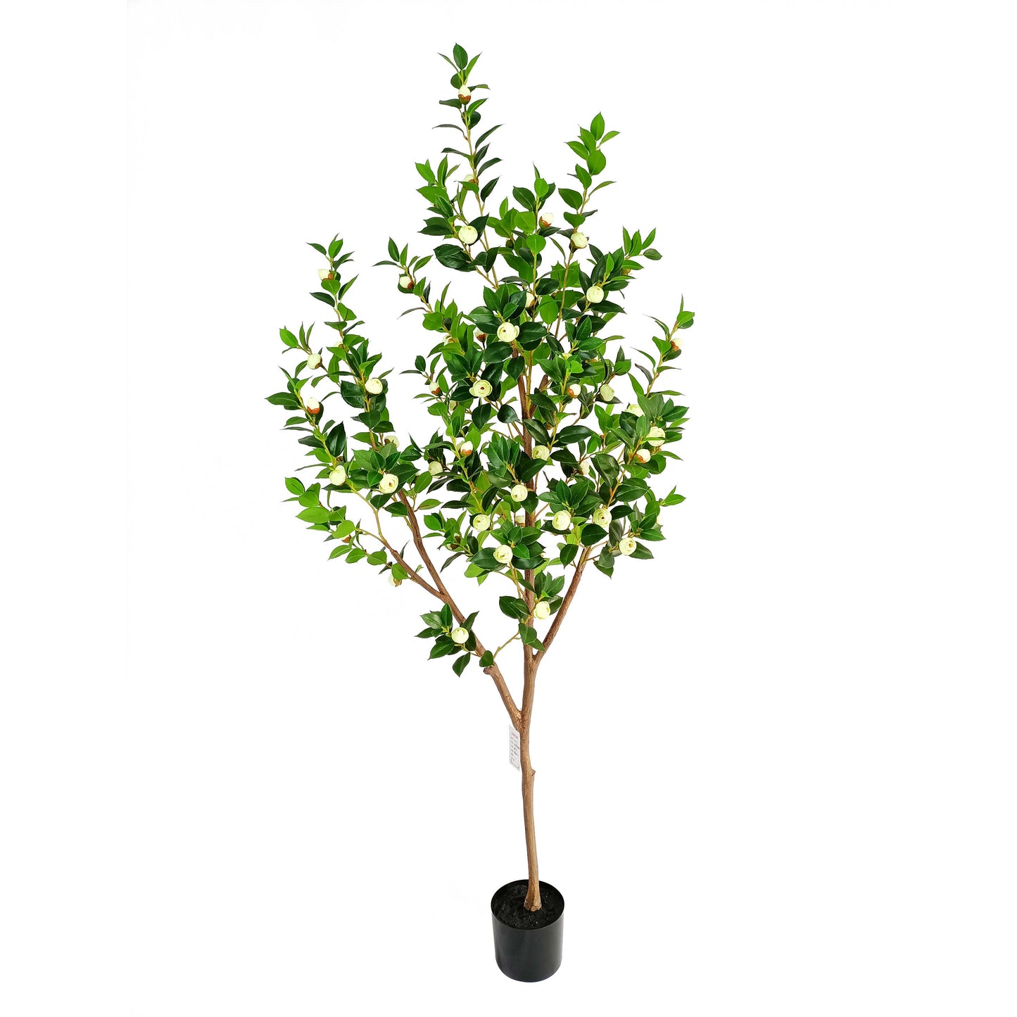 Camellia-KA0265-H190cm-6.23feet