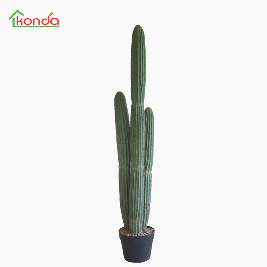 D003103 Cactus H103CM