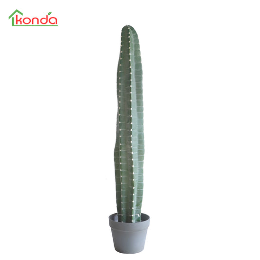 D006096 Cacatus H96CM
