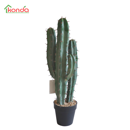 D016063 Cacatus H63CM