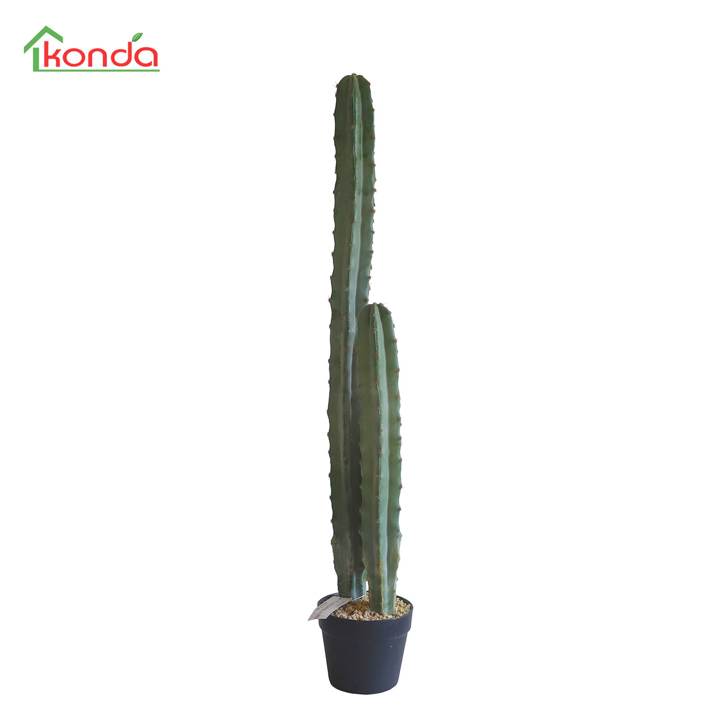 D018099 Cacatus H99CM