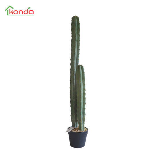 D018099 Cacatus H99CM