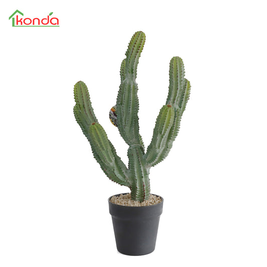 D020055 Cacatus H55cmW26cmW23cm