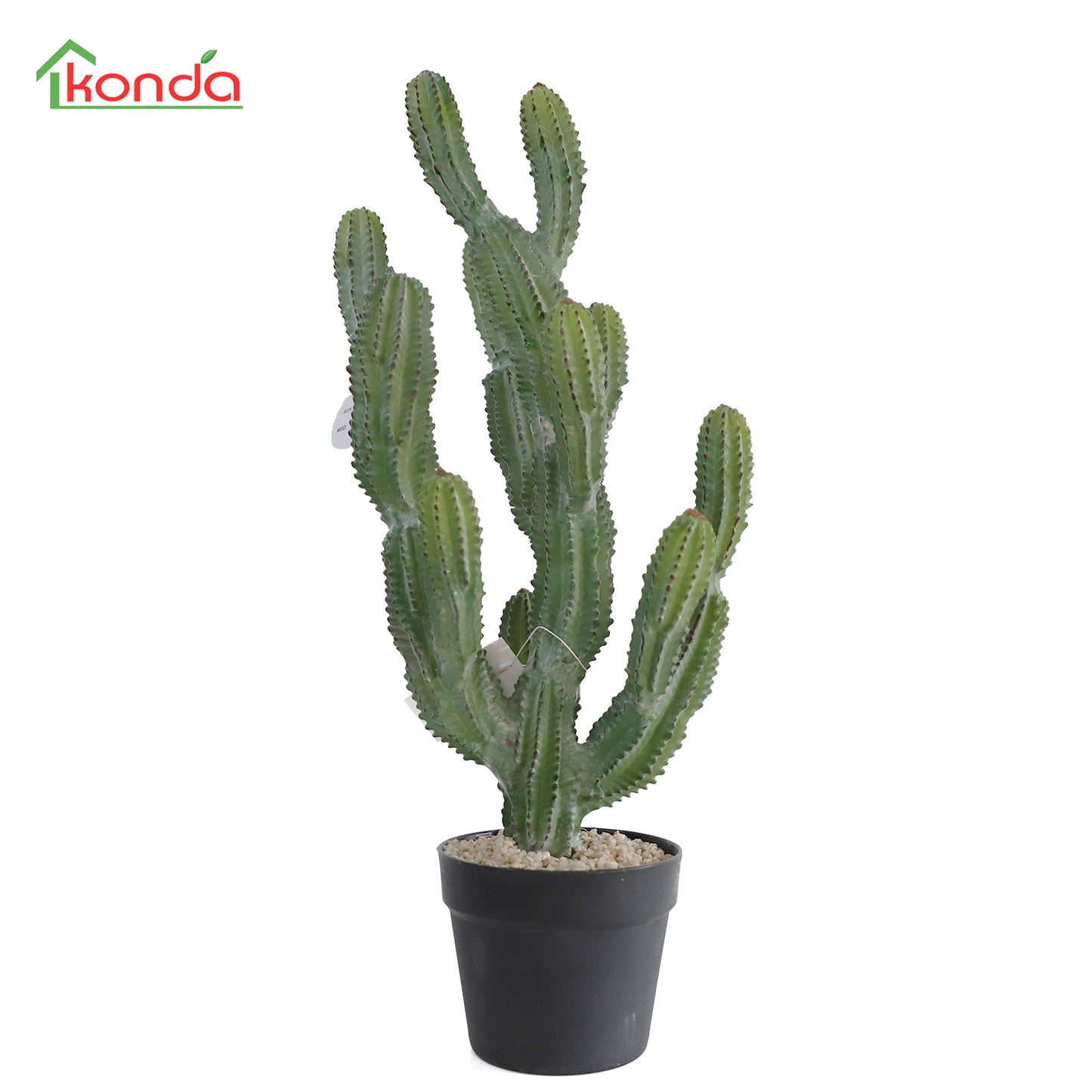 D021067 Cacatus H67cm x 27cm x W25cm
