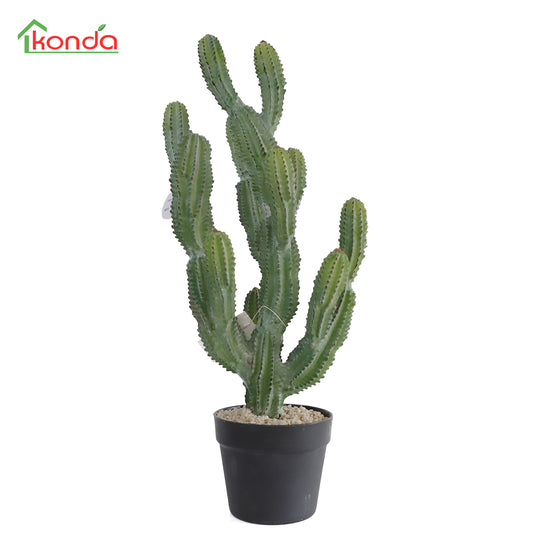 D021067 Cacatus H67cm x 27cm x W25cm