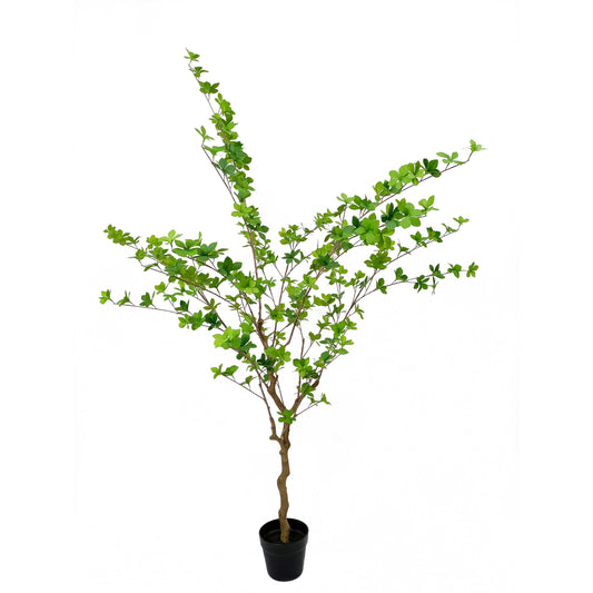 Enkianthus-KA0212-H160cm-5.25feet